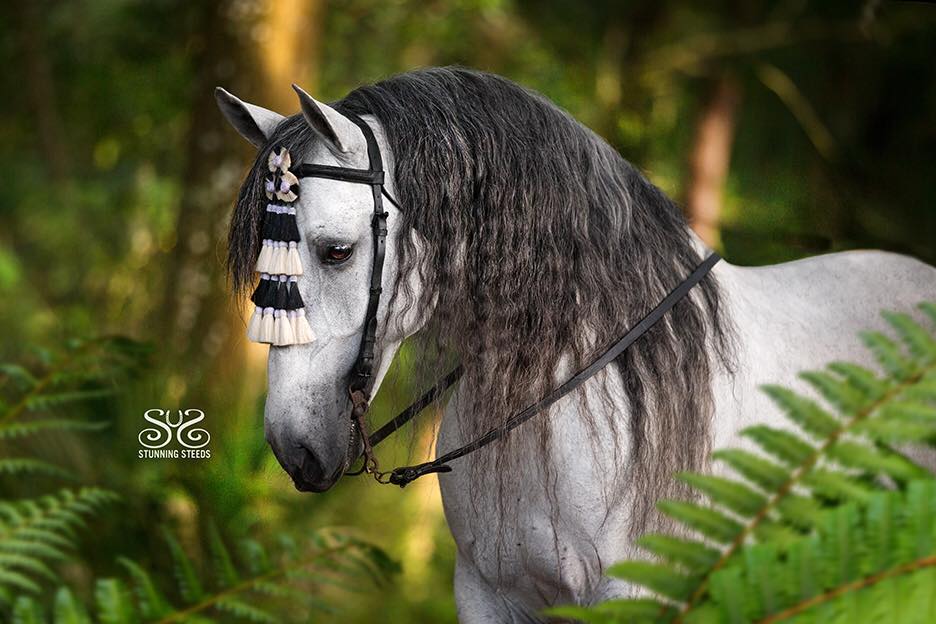 GENTACIANO - Andalusian stallion taken At the Art of Riding in Silver Springs Florida